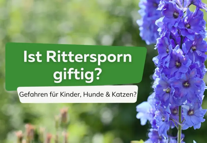 Blauer Rittersporn: Ist Rittersporn giftig? Gefahren für Kinder, Hunde & Katzen?
