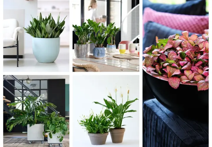 Rośliny doniczkowe cieniolubne: sansewieria, zamiokulkas, monstera, skrzydłokwiat i fittonia.