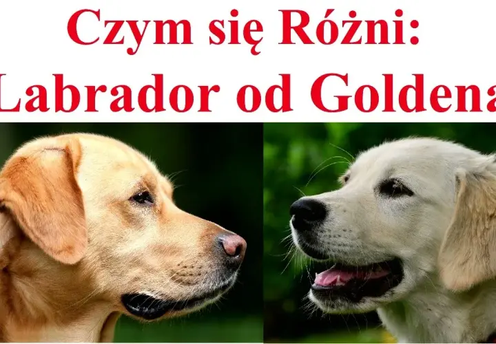 Labrador czy Golden Retriever? Kluczowe różnice dla Twojego wyboru.