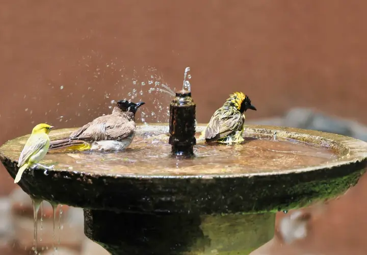 Vögel genießen ein erfrischendes Bad in den Wasserstellen im Garten. Ein gelber Vogel sitzt am Rand, während zwei andere im Wasser planschen.