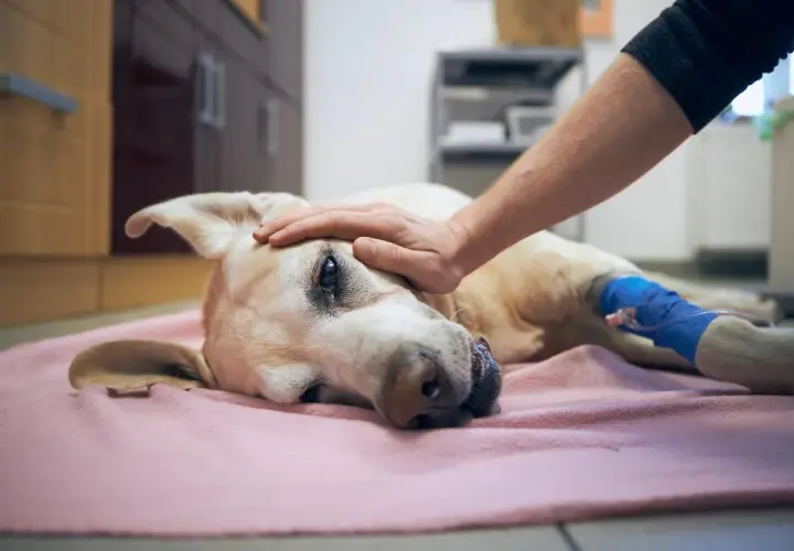 Perro enfermo con pata vendada, recibe caricias. Si tu perro ingirió algo tóxico, consulta a un veterinario sobre cómo hacer vomitar a un perro.