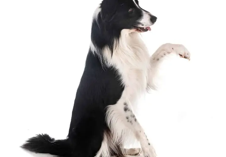 Jak wytresować Border Collie? Kompletny przewodnik