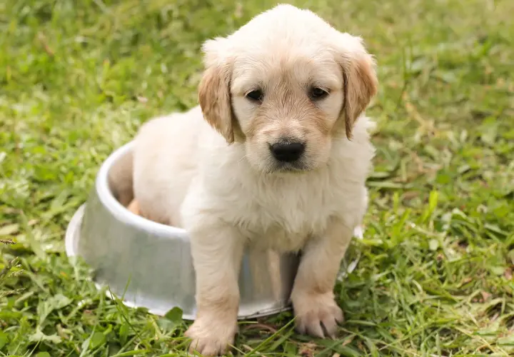 Uroczy szczeniak golden retriever siedzi w metalowej misce na trawie. Wygląda, jakby miał czkawkę u szczeniaka, ale jest po prostu bardzo słodki.