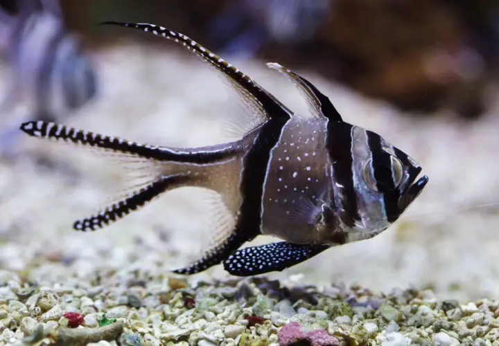 Un cardenal de Banggai, con sus rayas negras y blancas y puntos blancos, nada sobre un lecho de grava.