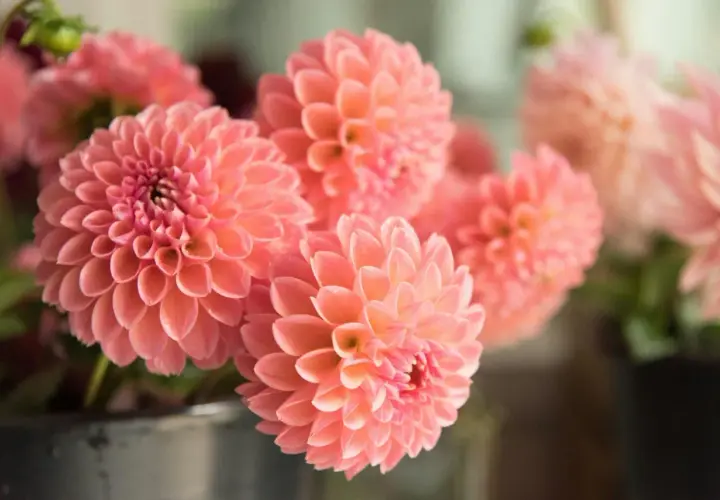 Un bouquet de dahlia en pot, aux pétales d'un rose corail délicat, semble prêt à égayer une pièce.