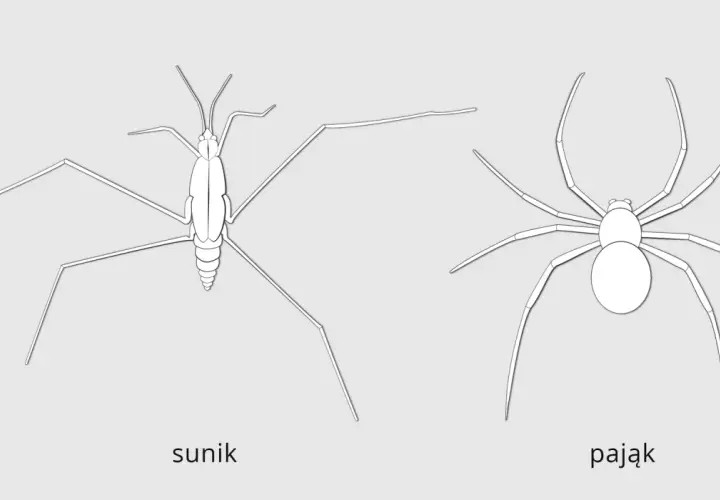 Ilustracje przedstawiają sunika i pająka, pokazując ich budowę ciała. To przykłady do nauki systematyki.