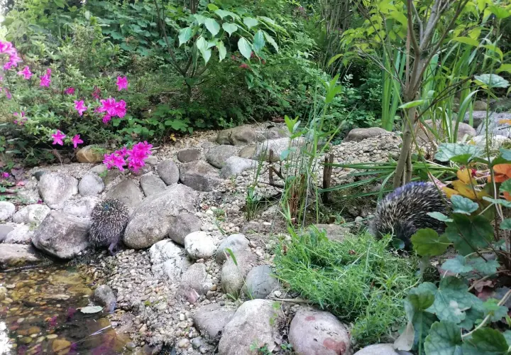 Zwei Igel erkunden einen naturnahen, igelfreundlichen Garten mit Steinen, Wasser und pinken Blüten.