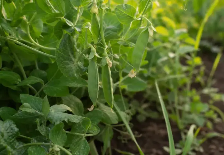 Grüne Schoten hängen an einer üppigen edamame pflanze. Das Sonnenlicht fällt sanft auf die Blätter und die reifen Erbsen.