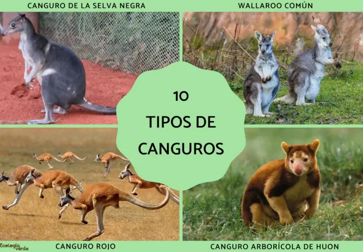 Explora 10 tipos de canguros: canguro de la selva negra, wallaroo común, canguro rojo y canguro arborícola de Huon, entre otros.