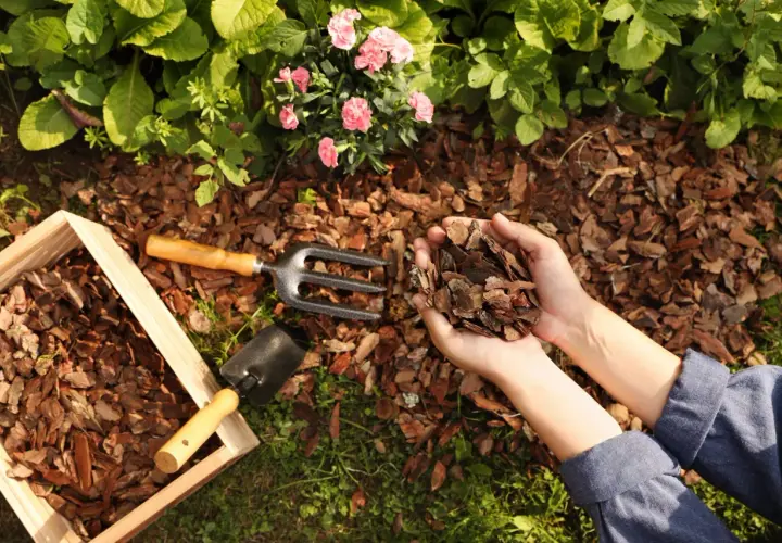 Hände halten Rindenmulch für Garten Ideen. Werkzeuge und Holzrahmen liegen bereit.