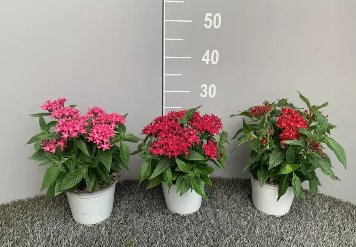 Tre vasi con piante di pentas, una rosa, una rossa e una più scura, su sfondo grigio con scala graduata.