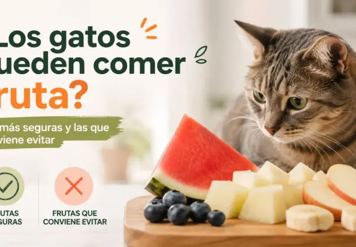 Un gato mira atentamente una tabla de frutas. ¿Los gatos pueden comer pera? Sí, algunas frutas son seguras.