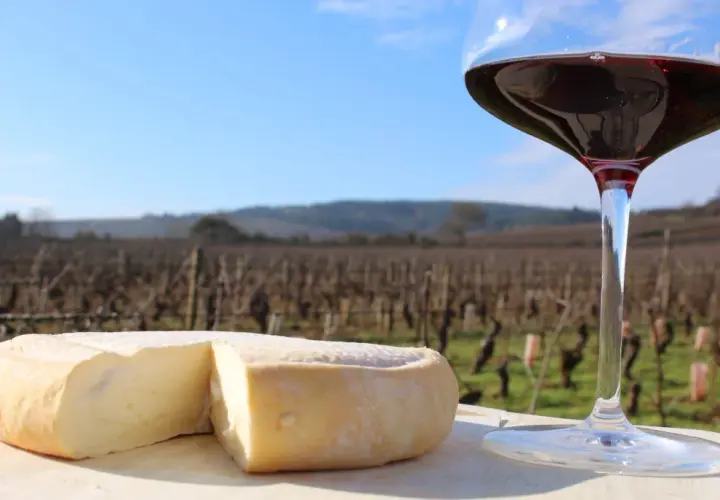 Un fromage à pâte molle et un verre de vin rouge, parfaits pour accompagner un millésime Pommard, devant un vignoble par un jour ensoleillé.