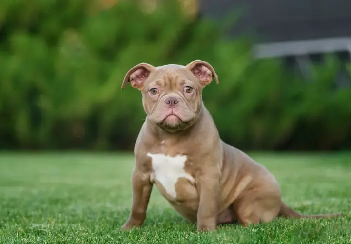Ein süßer American Bully Pocket Welpe sitzt auf einer grünen Wiese.