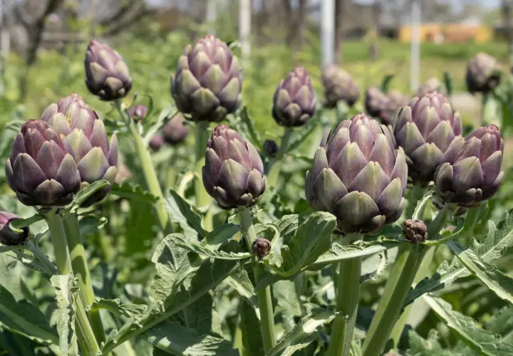 Un campo di carciofi viola, pronti per essere raccolti. La pianta di carciofi può produrre per diversi anni, offrendo un raccolto abbondante.