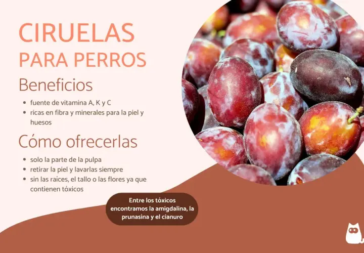 Ciruelas para perros: beneficios y cómo ofrecerlas. Los perros pueden comer ciruelas, pero solo la pulpa, sin piel ni huesos.