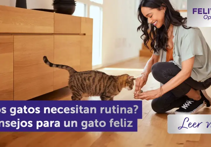 Una mujer sonríe mientras le da algo a un gato atigrado. Los gatos necesitan rutinas para ser felices.