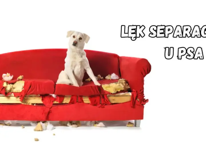 Biały pies siedzi na zniszczonej czerwonej kanapie, która wygląda, jakby została pogryziona. To objawy lęku separacyjnego u psa.