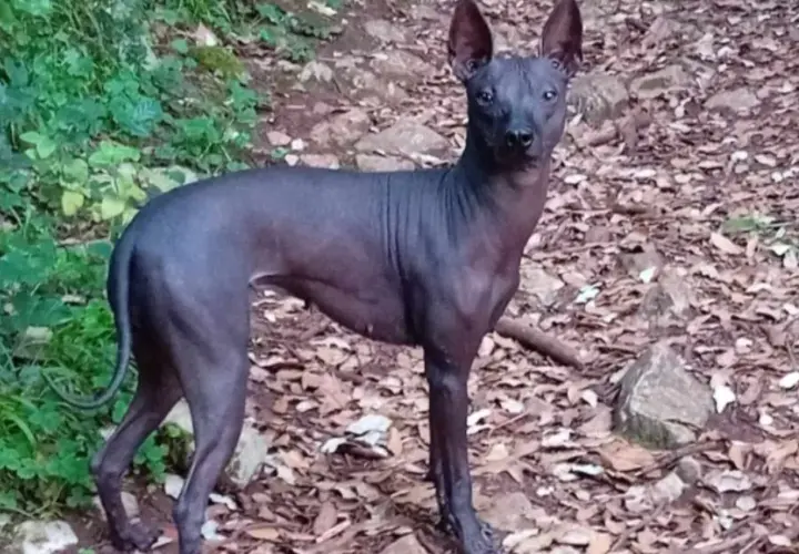 Un perro calvo de piel oscura, con orejas grandes y puntiagudas, posa en un sendero cubierto de hojas secas y rocas.