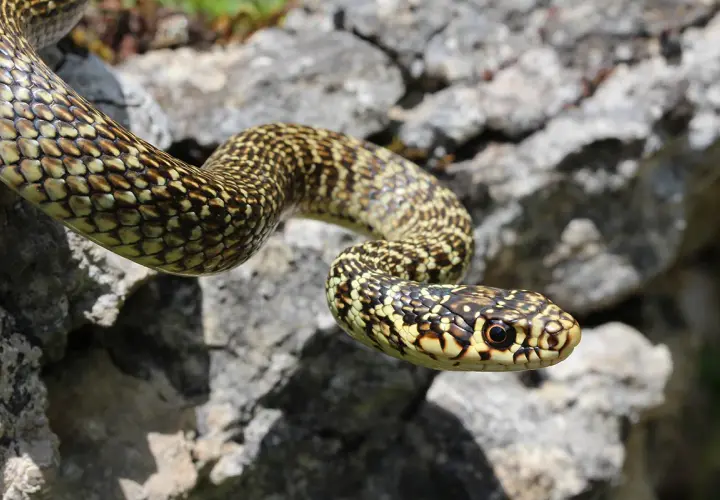 Una culebra verde de España, con escamas amarillas y marrones, se desliza sobre rocas grises.