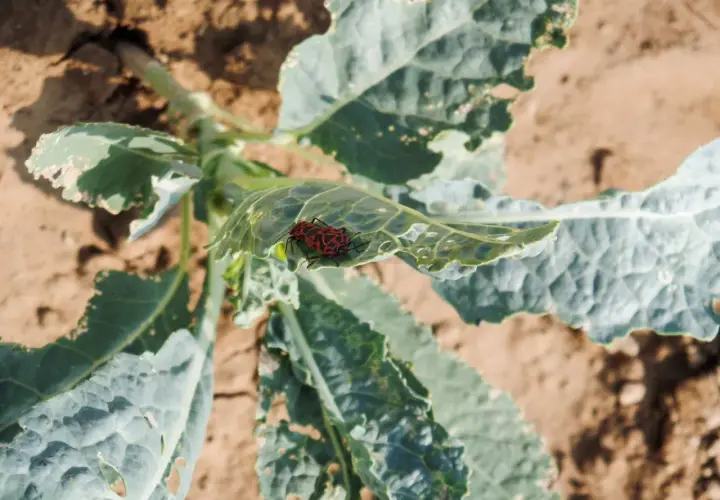 Insetti rossi e neri, noti parassiti dei cavoli, si posano su una foglia verde danneggiata in un orto.