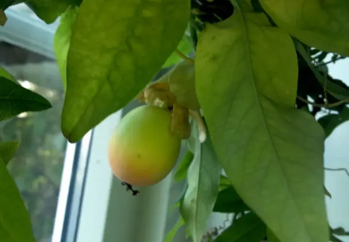 En grön passionsfrukt hänger bland stora blad. En passionsfrukt blomma syns svagt bakom frukten.
