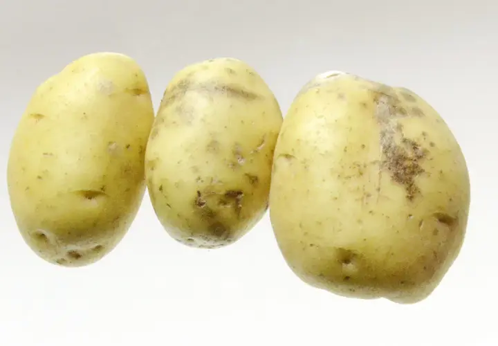 Trois pommes de terre à la peau jaune et tachetée, prêtes à être cuisinées.