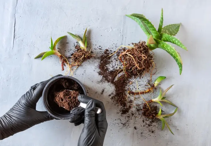Manos enguantadas preparan tierra para trasplantar aloe vera. Varias plantas de aloe vera con raíces expuestas yacen sobre una superficie gris.