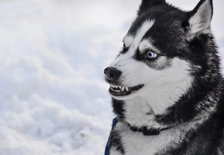 Czy husky jest agresywny? Prawda o zachowaniu i temperamentie tej rasy