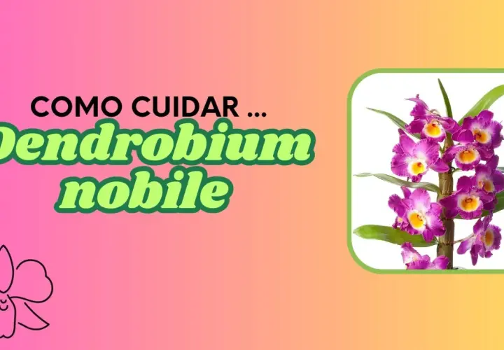 Guía de cuidados para el Dendrobium nobile. Hermosas orquídeas púrpuras y amarillas.