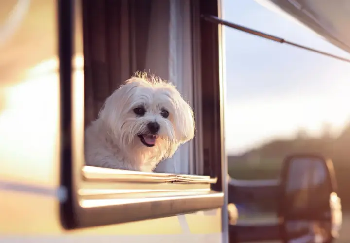 Un petit chien blanc regarde par la fenêtre d'un camping-car, profitant de l'air frais. Un aménagement camping-car pour chien idéal pour les voyages.