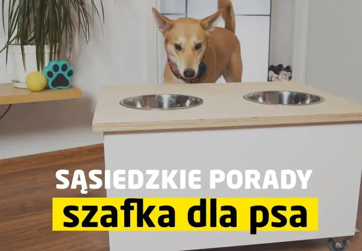 Jak zrobić stojak na miski dla psa - proste pomysły, które zaoszczędzą czas