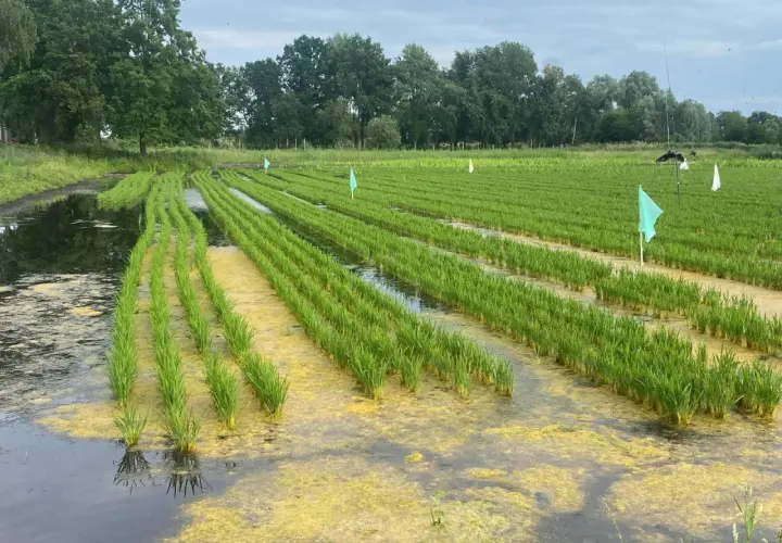 Reisfelder in Deutschland: Grüne Sprossen wachsen in sorgfältig angelegten Reihen, umgeben von Wasser und gelben Algen.