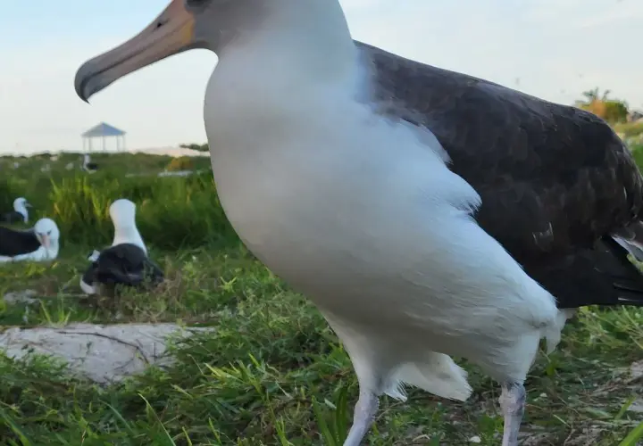 Wielki albatros, najcięższy ptak latający, stoi na trawie. W tle inne ptaki i altana.
