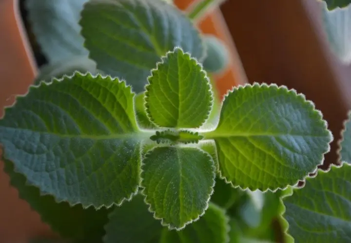 Liście oregano kubańskiego, ząbkowane na brzegach, idealne do naparów i potraw.