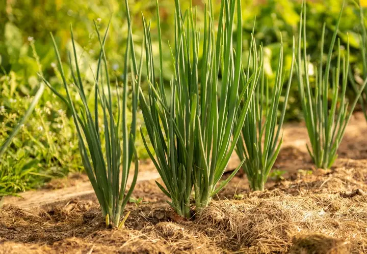 Fila di giovani cipolle verdi appena piantate, con steli sottili e fogliame rigoglioso che spuntano dal terreno coperto di paglia.