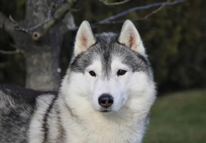 Ile naprawdę kosztuje husky z rodowodem? Sprawdź, jak uniknąć przepłacania!