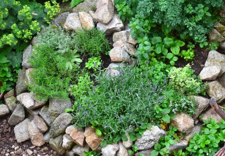 Ein liebevoll angelegter heilpflanzen garten mit Lavendel, Thymian, Rosmarin und vielen weiteren Kräutern zwischen Steinen.