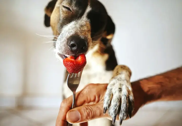 Ein süßer Hund genießt eine Erdbeere, die ihm auf einer Gabel angeboten wird.