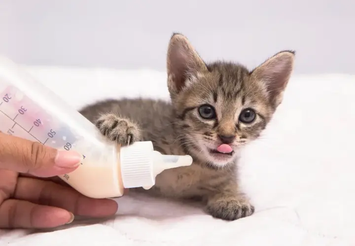 Un tierno gato bebé, con su patita apoyada en un biberón, saca la lengua con ansias de leche.