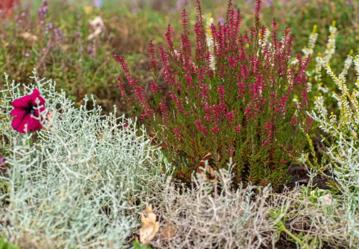 Plante pour bordure sans entretien : bruyère rose, pétunia pourpre et feuillage argenté créent un tableau naturel.