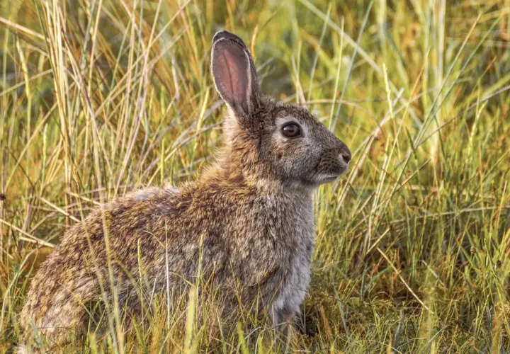Conejo en la hierba. ¿Es un conejo carnívoro, herbívoro u omnívoro?