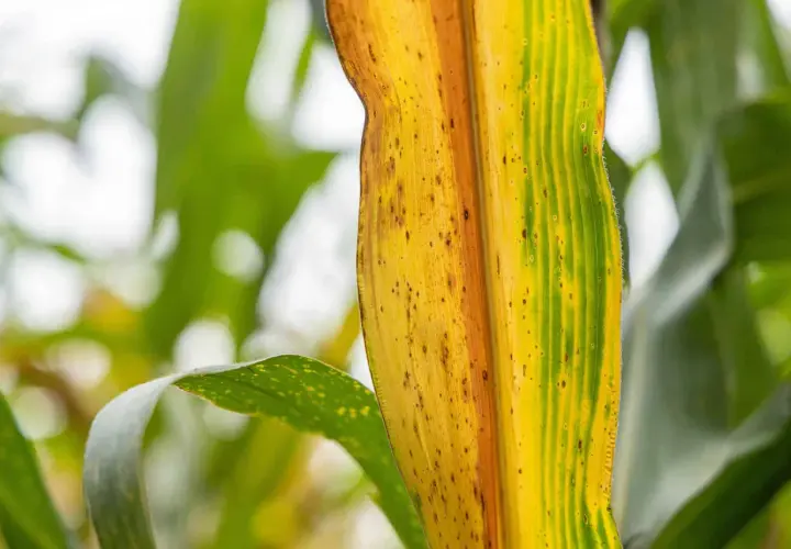 Foglia di mais ingiallita, con macchie marroni, un segno che le piante che indicano presenza di acqua sono in difficoltà.