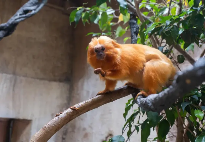 Un titi león dorado, con su pelaje brillante, se posa en una rama.