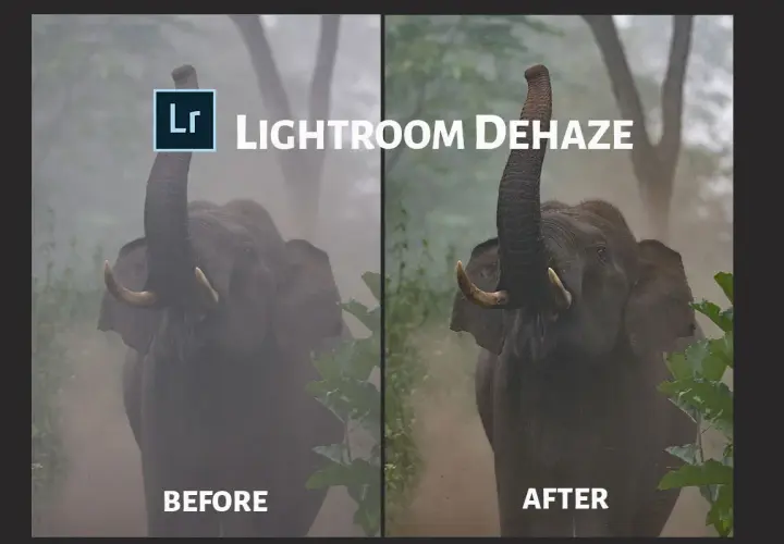 Słoń z podniesioną trąbą, po lewej "przed" z mgłą, po prawej "po" dzięki funkcji dehaze lightroom.