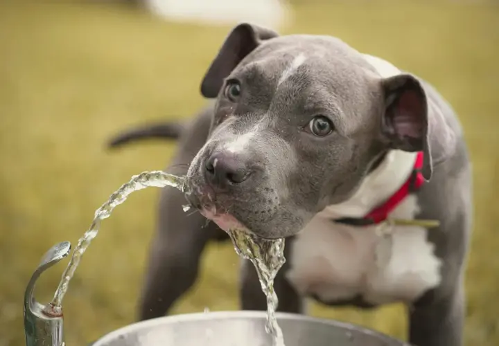 A grey pit bull puppy drinks from a fountain, its thirst a reminder of the challenges of diabetes insipidus in dogs.
