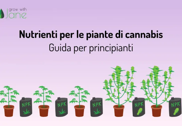 Guida ai nutrienti per piante di cannabis: il significato di NPK per la crescita.