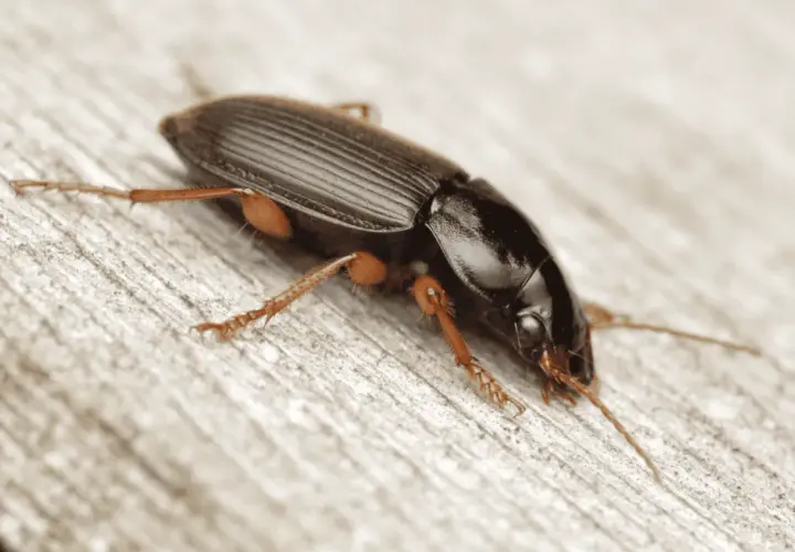 Un ammazzasomari nero, con zampe arancioni, si muove su una superficie di legno grezzo.