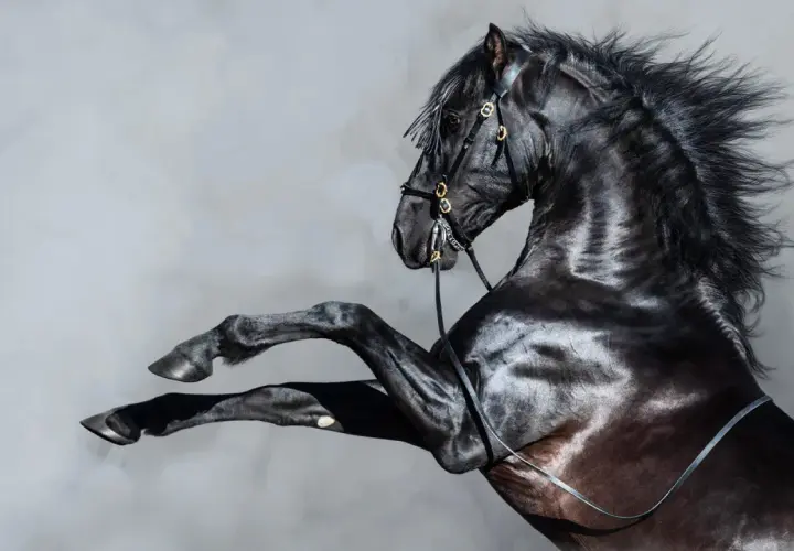 Cavallo nero impennato, criniera al vento. Potrebbe essere uno dei cavalli di una macchina, simbolo di potenza e velocità.