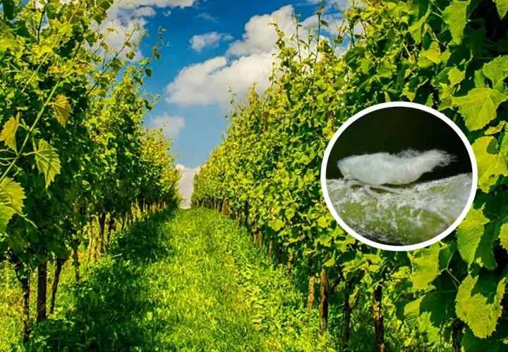 Un primo piano mostra una cicalina bianca, un insetto che può infestare i vigneti, sullo sfondo di rigogliose viti verdi sotto un cielo azzurro.